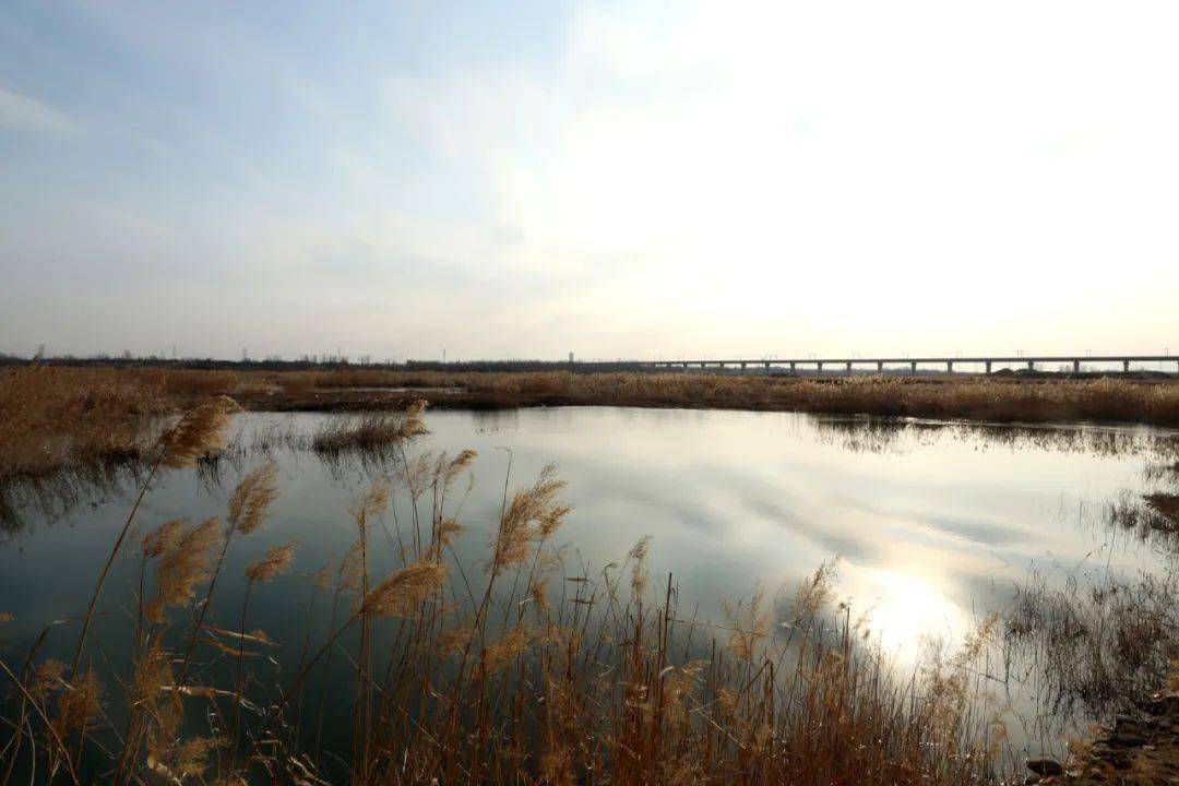 河北隆尧泜河生态美引得鸟儿来