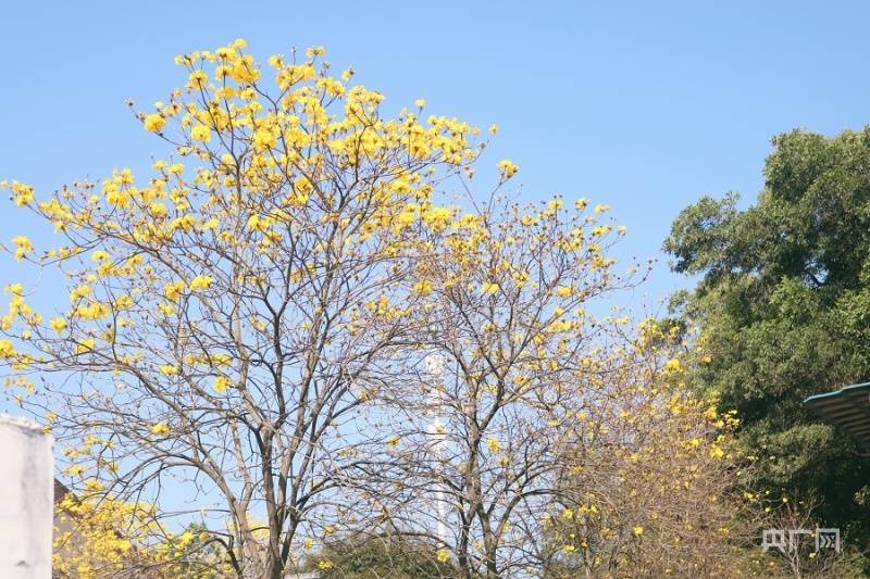 游客|【组图】风铃报春！广州花都黄花风铃迎风怒放