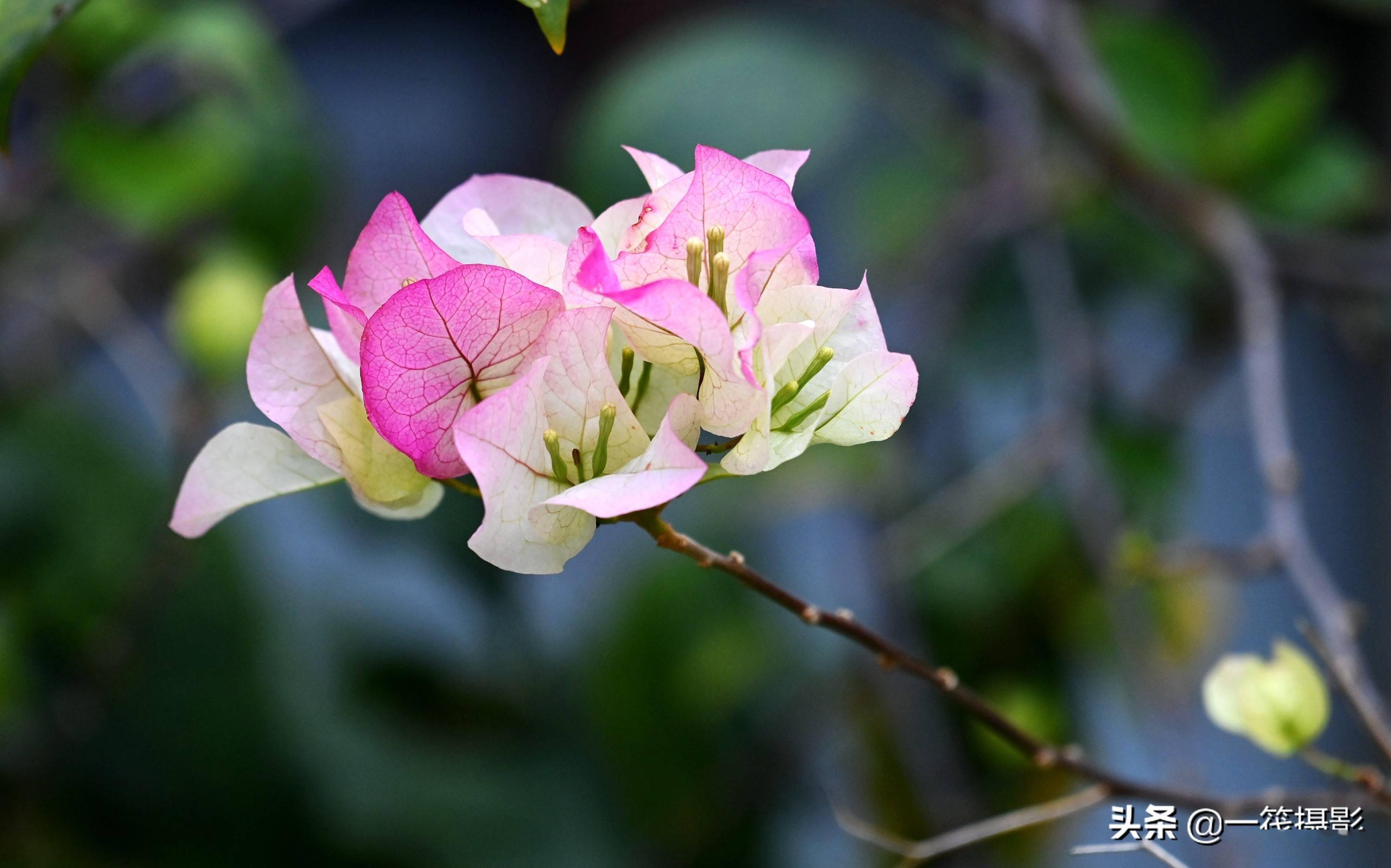 美花欣赏粉色三角梅