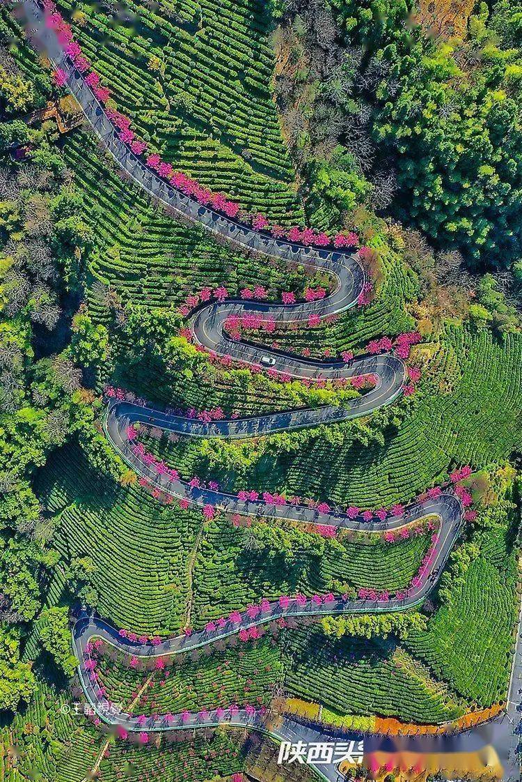 安康市平利县城关镇三里垭村自行车观光车道,长安镇洪福茶山的春梅