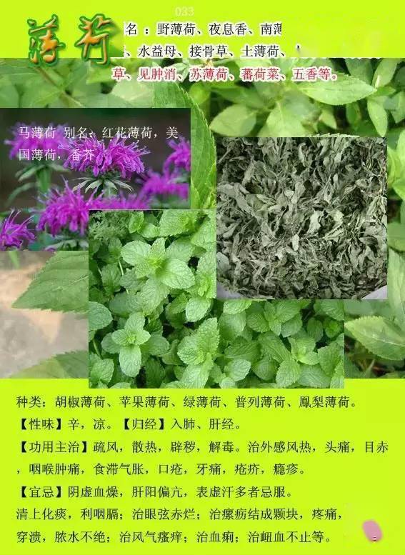 300种常见中草药图谱含功能主治