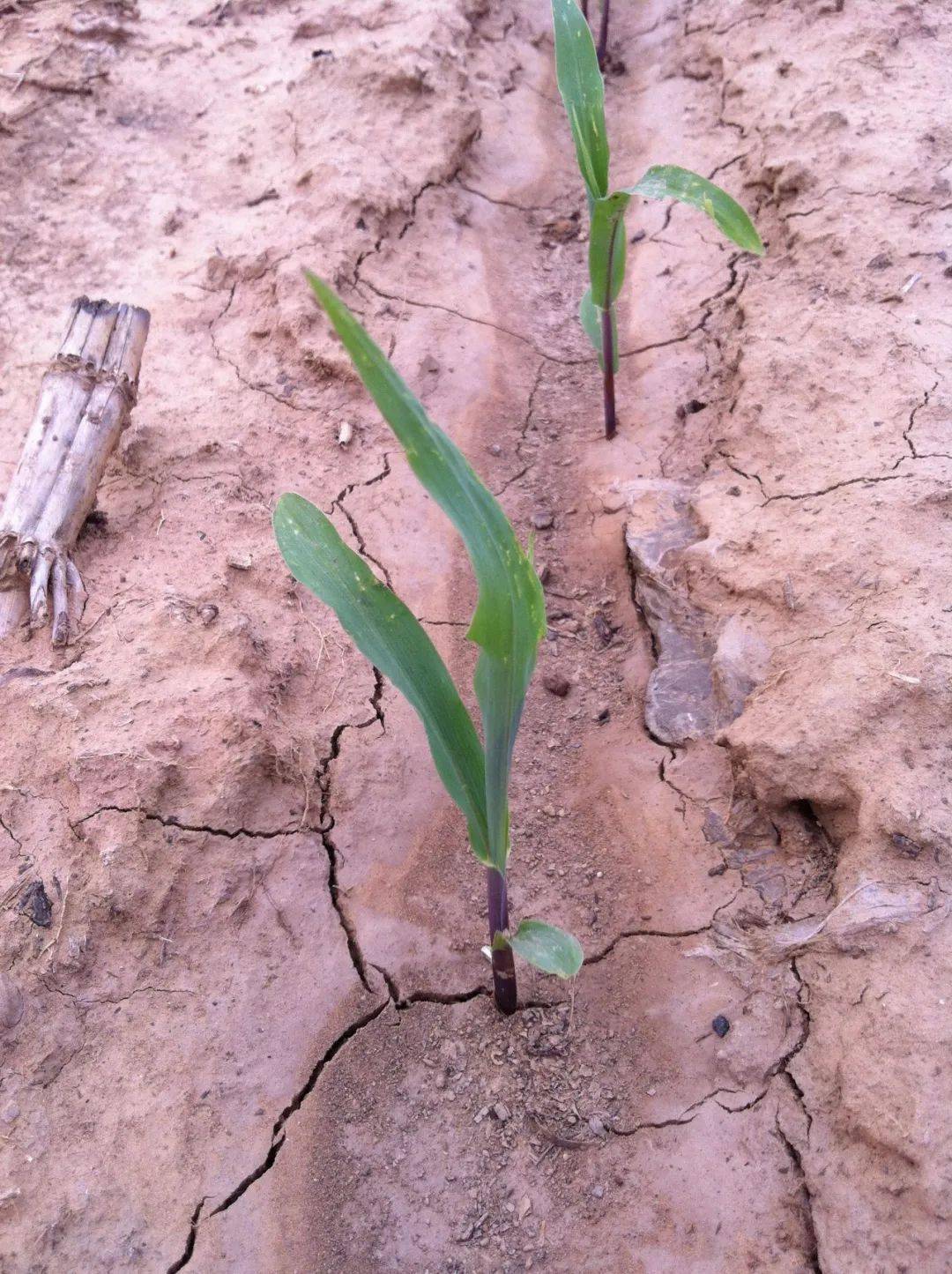 破解土壤板结这些方法简便易行