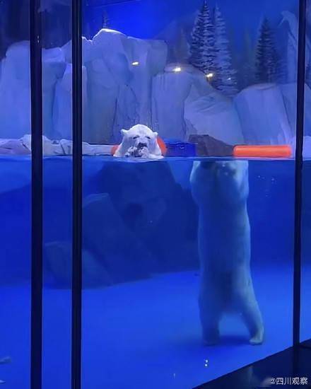 游客|这是我见过最离谱的折射北极熊“头身分离”！