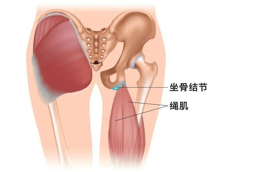 坐骨结节位置示意图图片