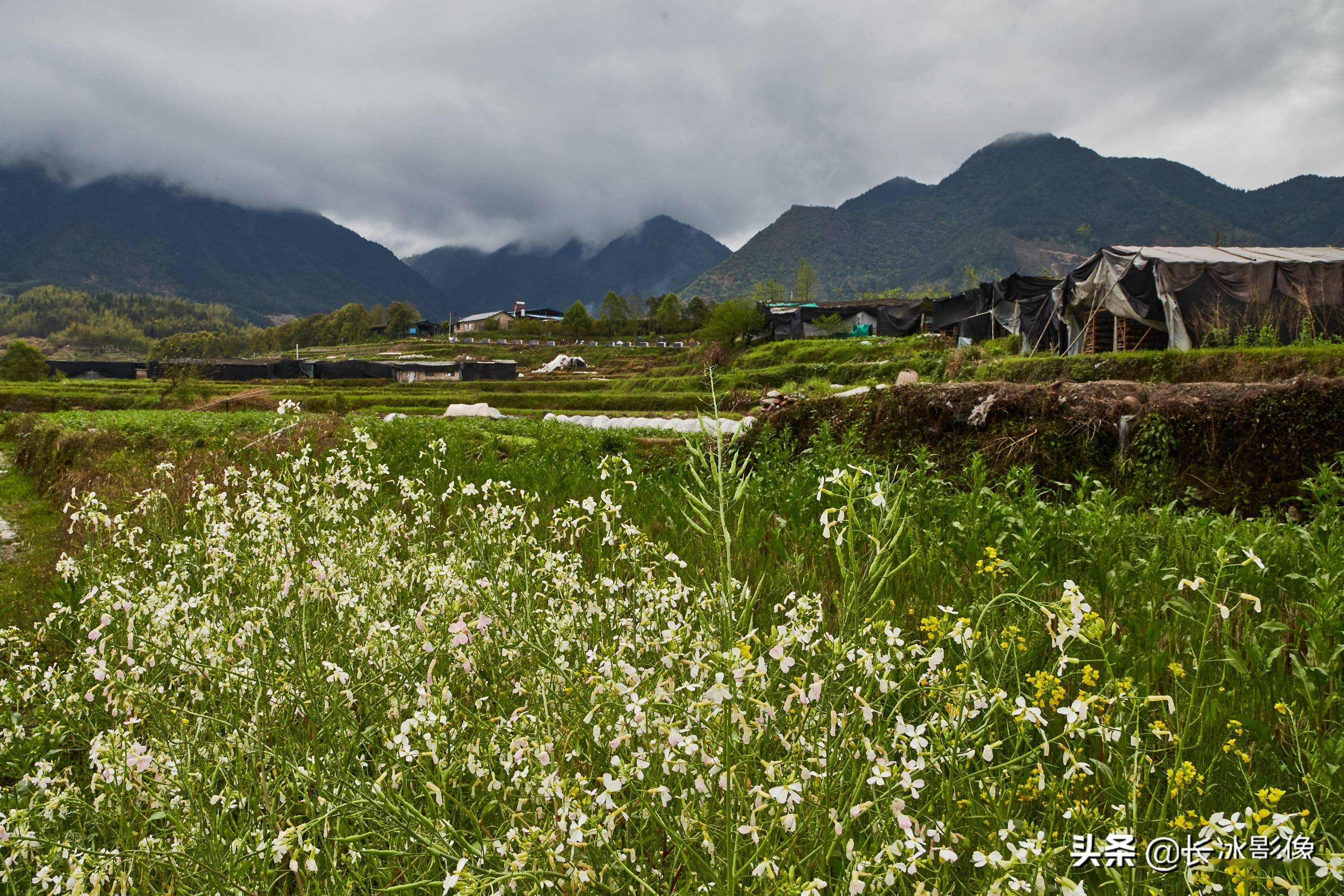 浙江庆元香菇基地图片