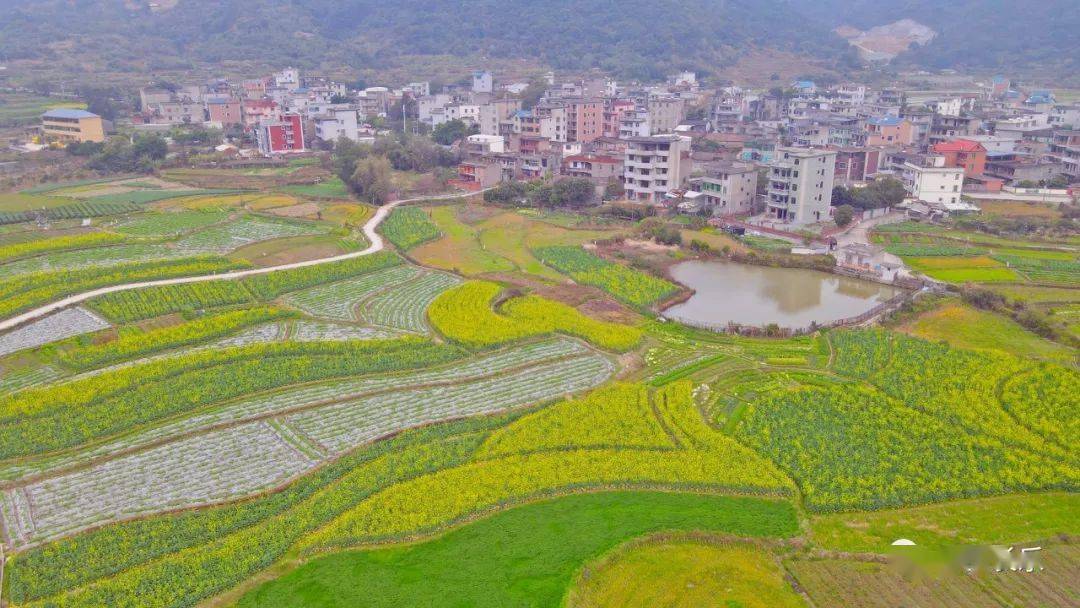 罗联乡限定版"黄金甲"已上线,邀您来打卡_油菜花_种植_长乐