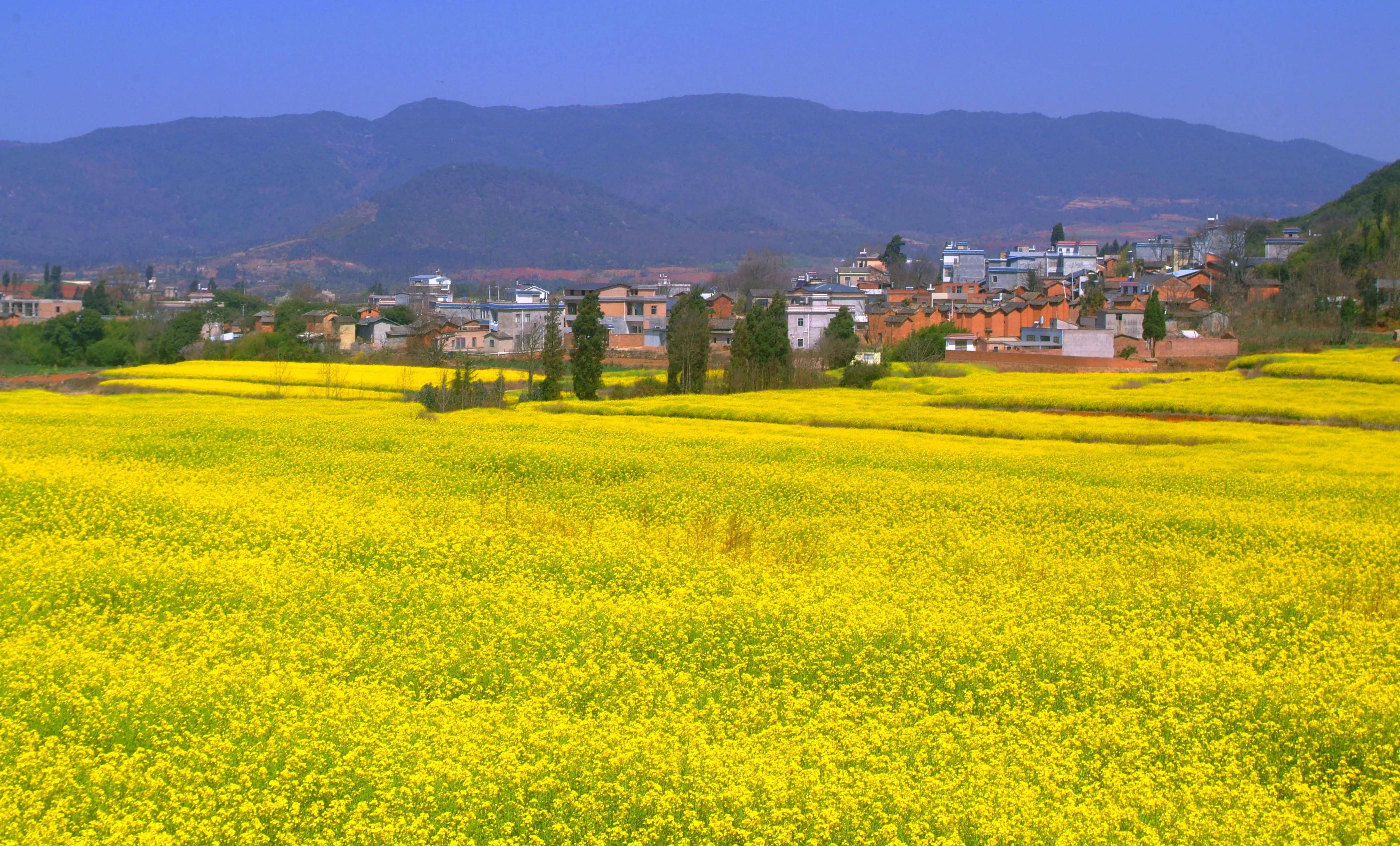 云南陆良芳华板田向阳村的油菜花海