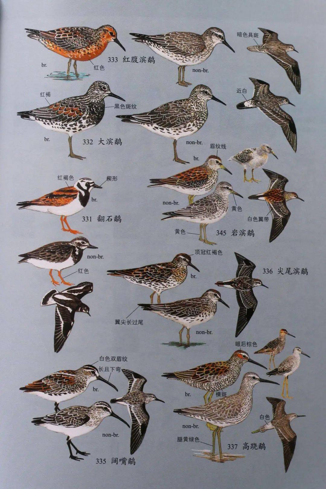 中国鸟类图库查询图片