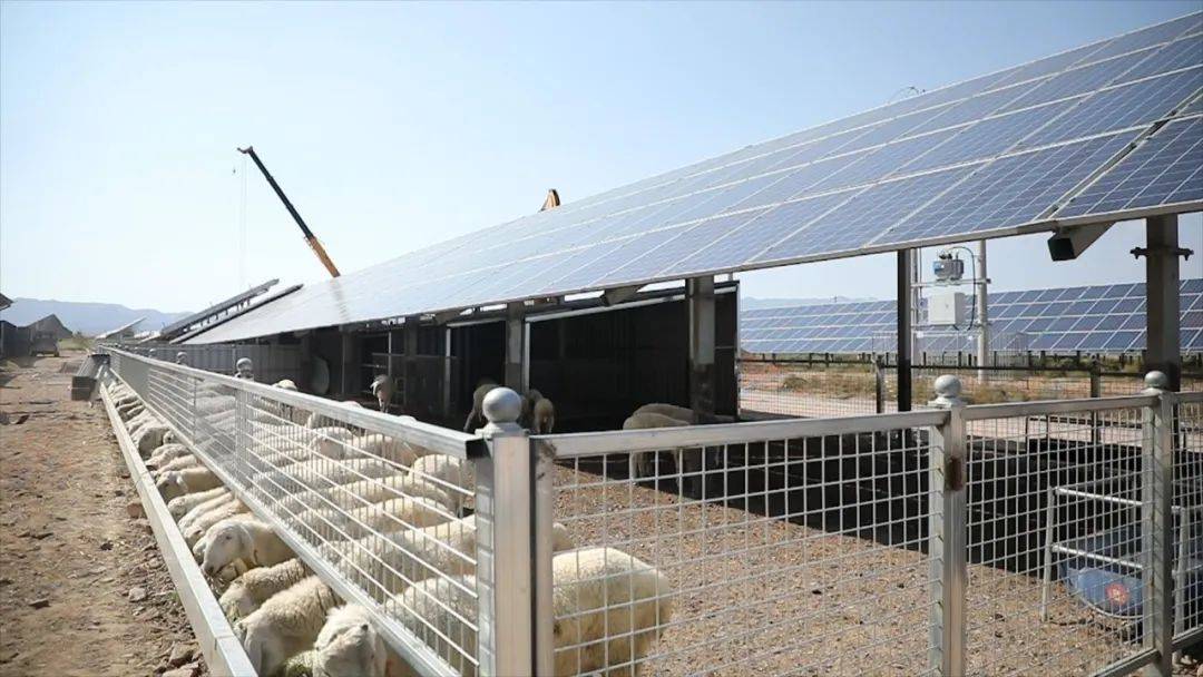 温暖和煦的春风里,闽宁镇原隆村一排排整齐的光伏板下,羊儿惬意地吃着