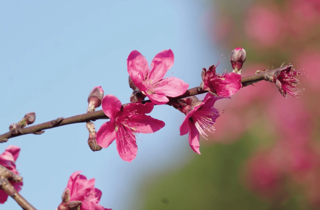 博罗象头山桃花如期开春天按时来