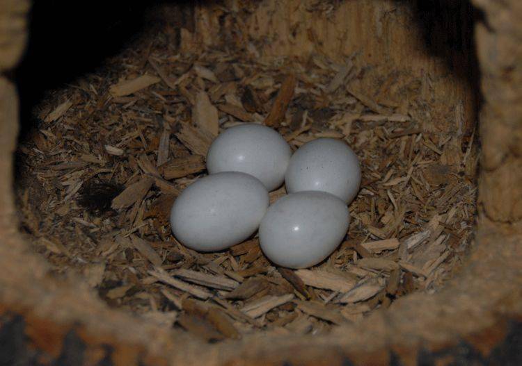 啄木鸟的蛋图片来自:ccbbirdds所以你总结出规律了吗?