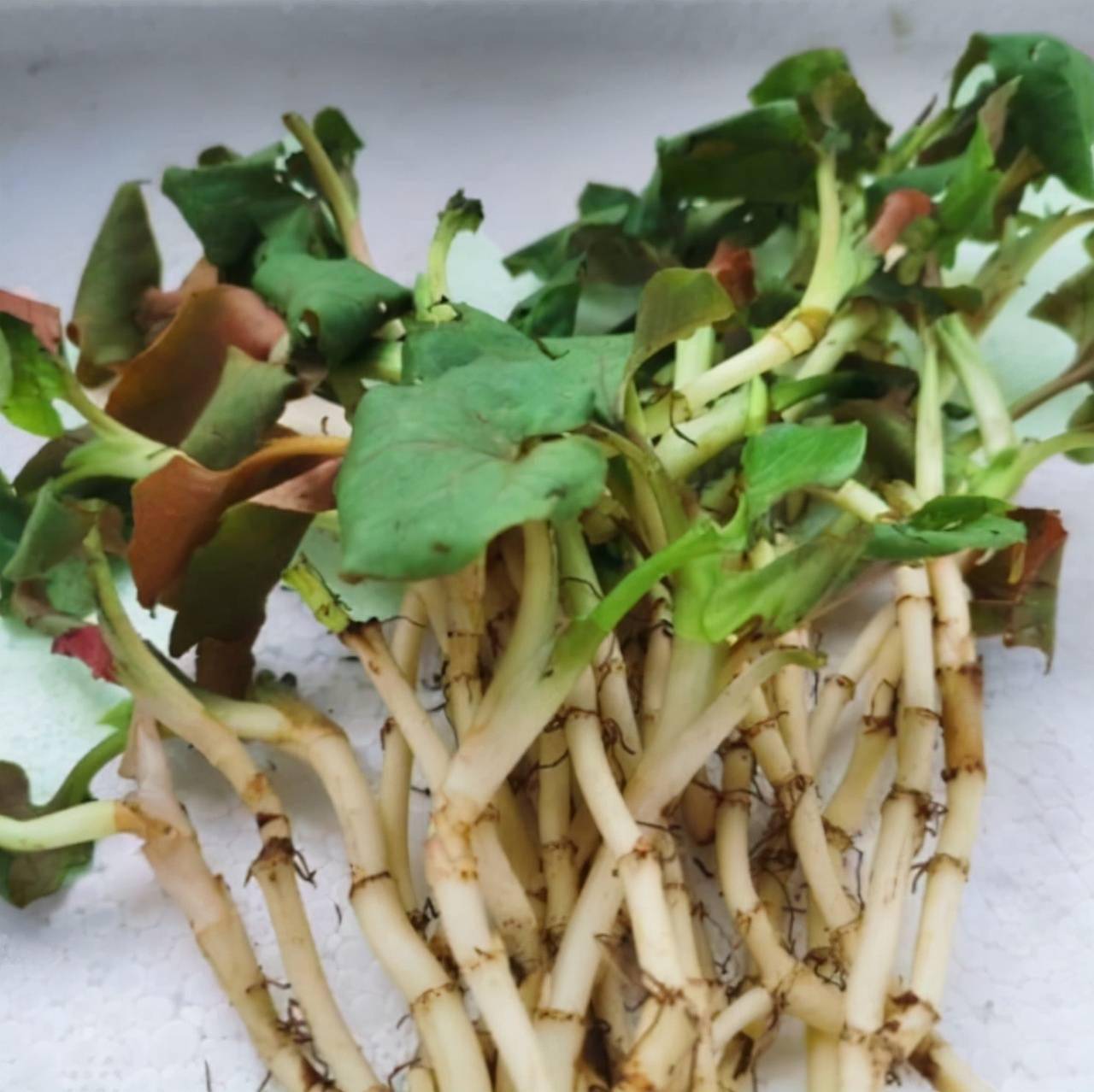 预防慢性咽炎鱼腥草有解烟毒,清肺热的功效,每天适当喝一点鱼腥草