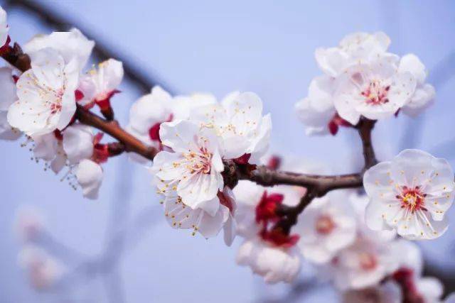 春天裡櫻花杏花梨花海棠你分得清嗎