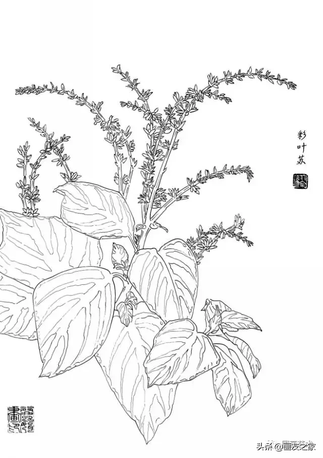 简笔画红蓼花图片