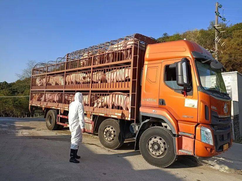 生猪养殖基地,只见两部共载有108头生猪的卡车经过严格的检验检疫后