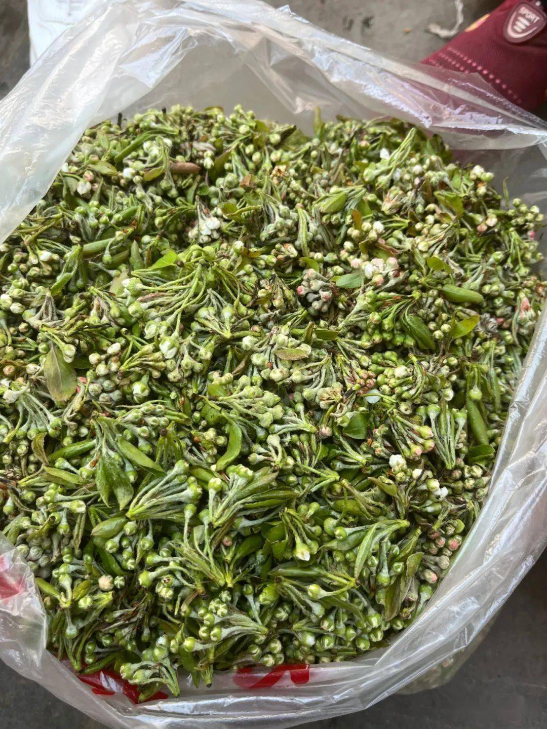 楚雄市场内山茅野菜上市小时候的味道你吃过多少多图