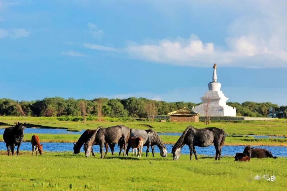 五无甘南十有家园秀美的河曲马场湖