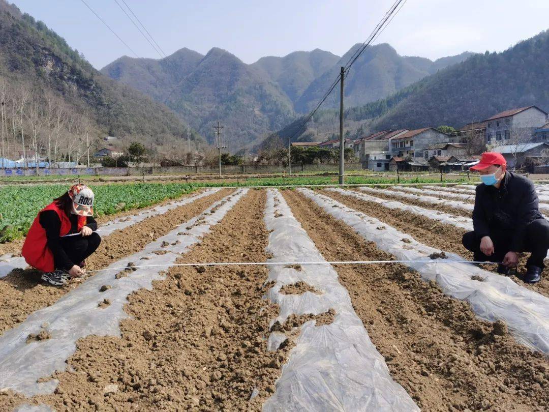 复合|镇巴：抓好春播春种 确保全年粮食稳产增收