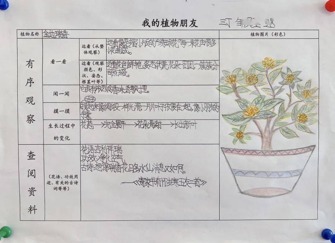 植物记录表怎么填图片
