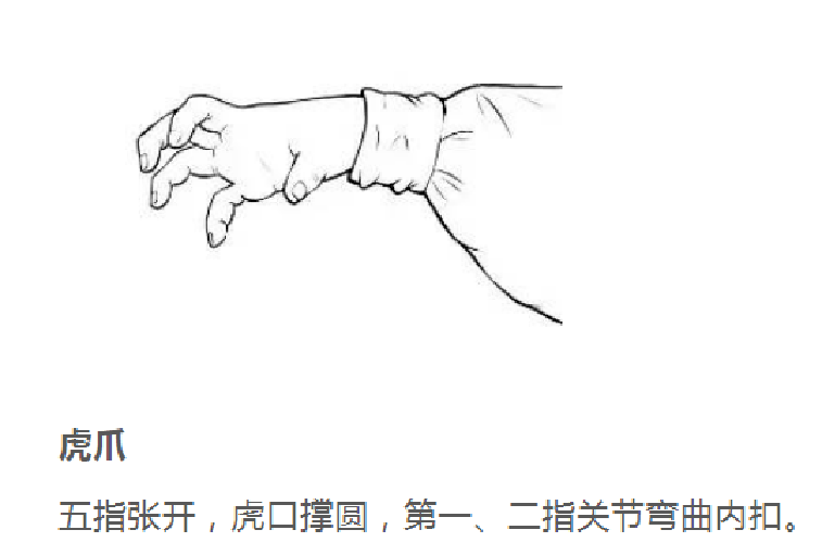 五禽戏基本手型图片