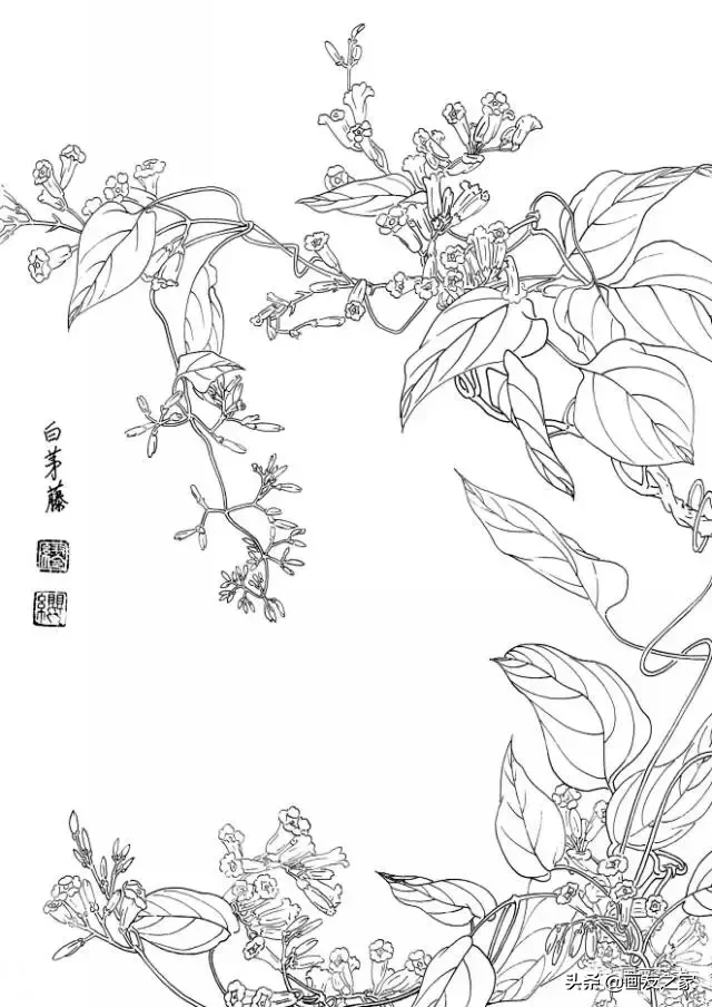 白描花卉寫生範本百花譜