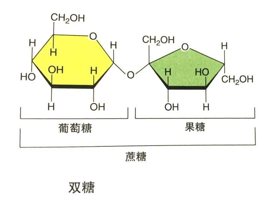 两个单糖(分子)结合在一起被称为双糖.