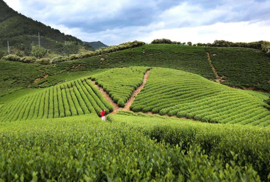 遊山水,採春茶,佳和名飲採茶之旅_特點_浙江_什麼