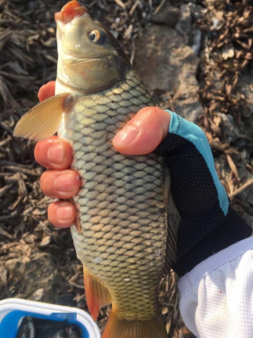 大师实践证明春季钓浅滩渔获少不了