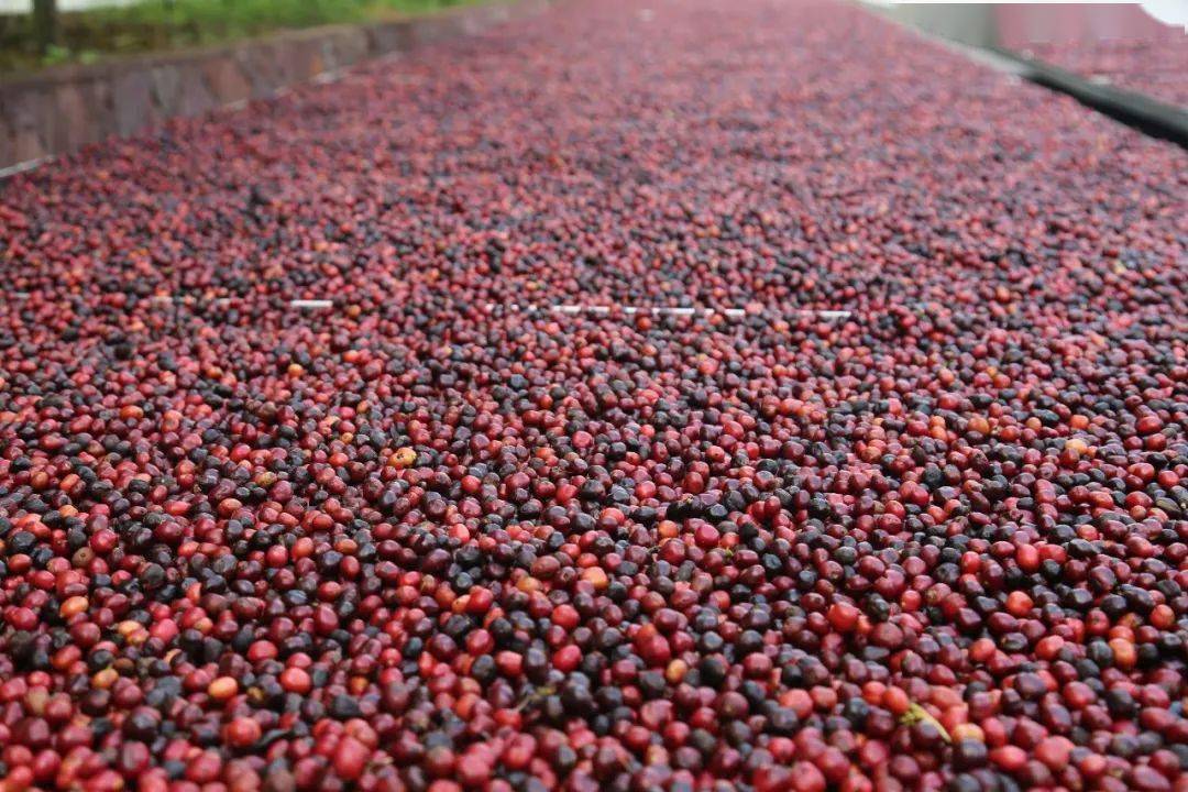 日晒环境,热带雨林天然氧吧的滋润与净化,使兴隆咖啡豆的口感更加丰富