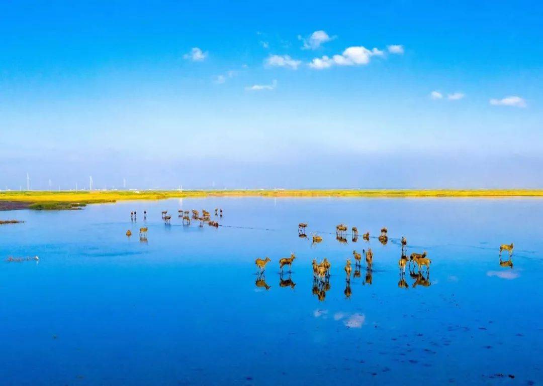 東臺黃海國家森林公園與