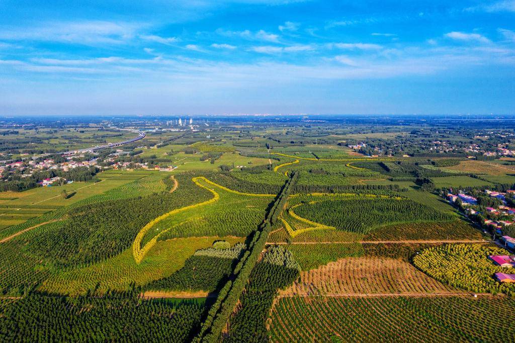 新华全媒 丨40年,你被植树造林"种草"了吗?_建设_天津_中国