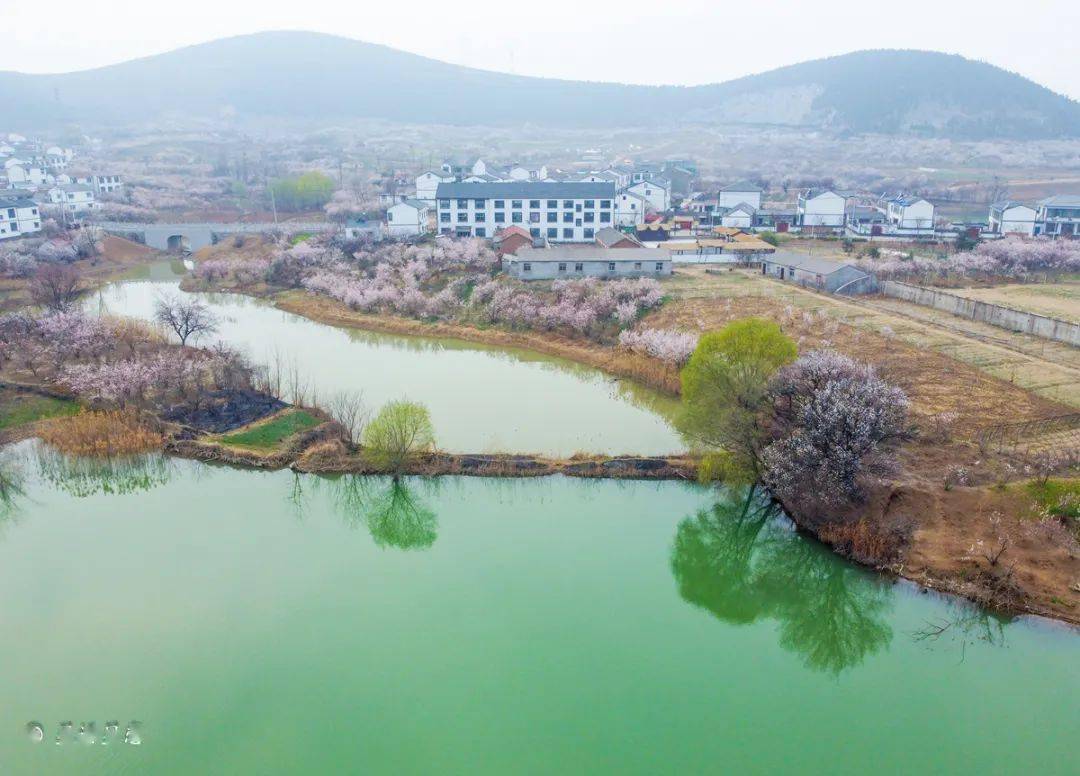 圣人窝樱桃谷:花已盛开,你还不来?_景区_门票_油菜花