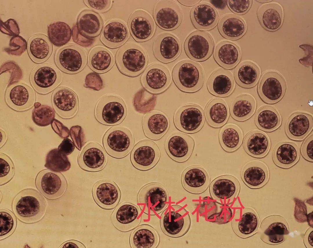 马尾松小孢子叶外形图图片