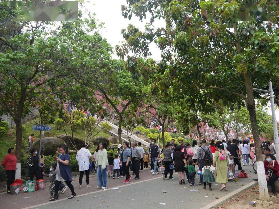 平南生態公園桃花開正濃正是賞花好時節約起