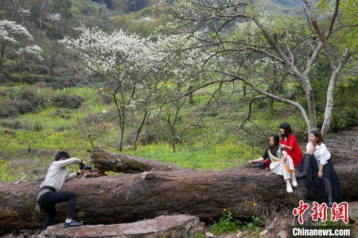 游客|广西北部山村李花盛开如世外桃源 “空巢村”因旅游复苏