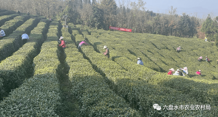 水城区杨梅乡尖山茶园茶农采茶忙_发展_茶叶_建设