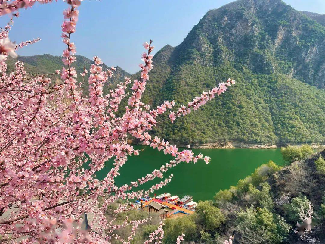春色咸阳:一季山水一春色,山花烂漫映碧水_桃花_郑国渠_景区