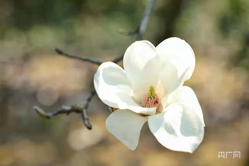 宁波|花事来了｜暗香浮动 玉兰花开春意浓