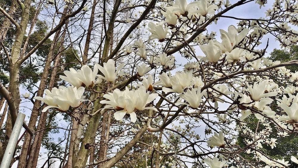 闵行|玉兰正逢盛花期，一波“云赏花”走起