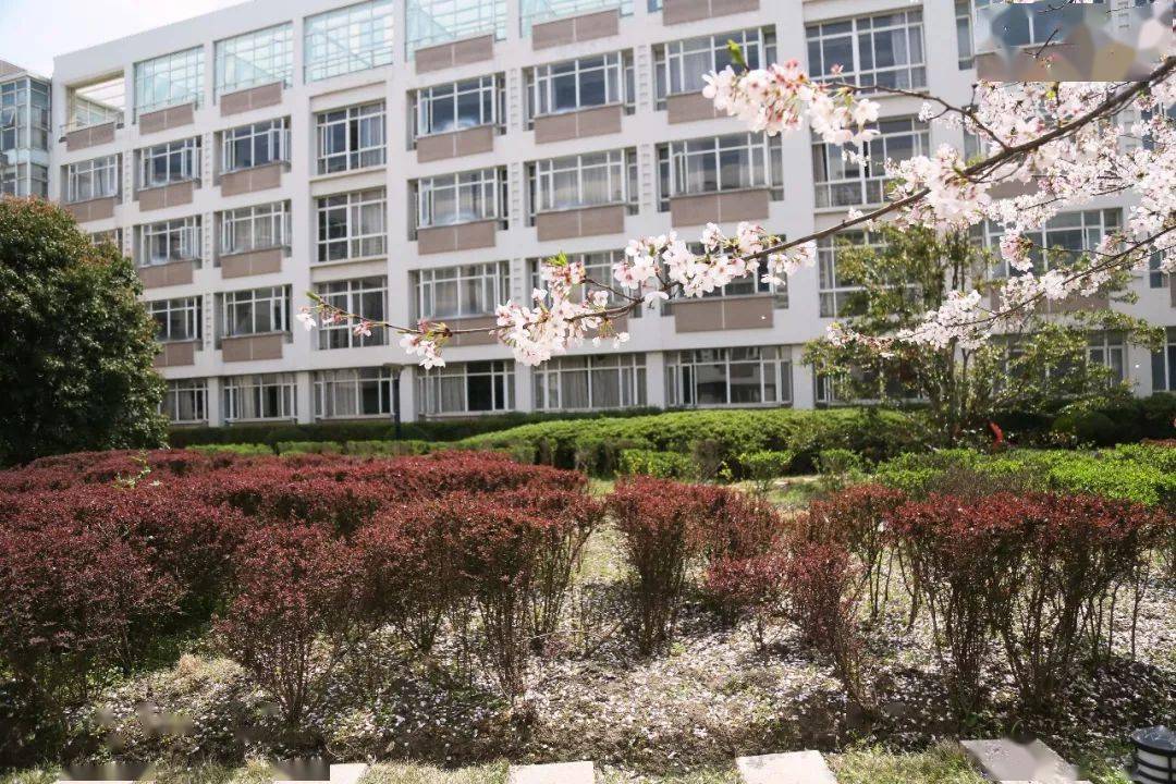 你有多久没看到松江七校的校花了