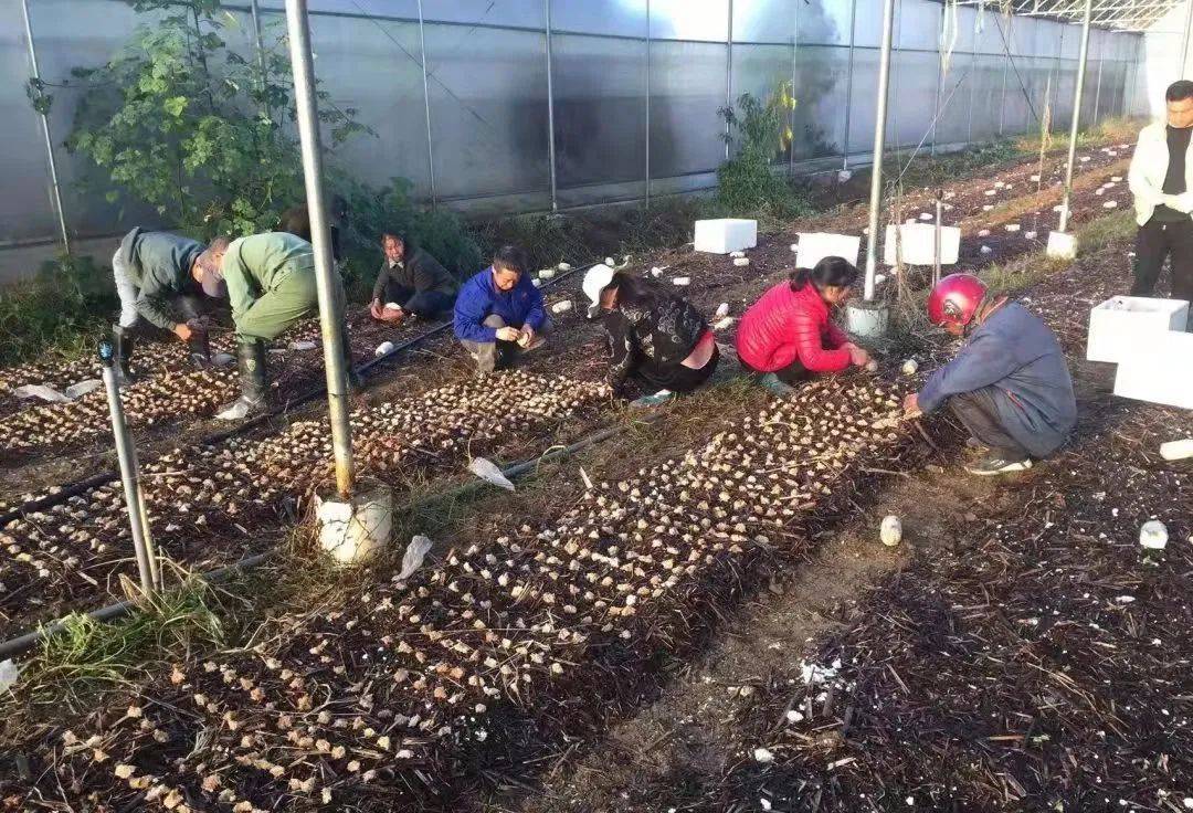 赤松茸抢"鲜"上市!尝一口"春天的味道"～_种植_张凯_技术