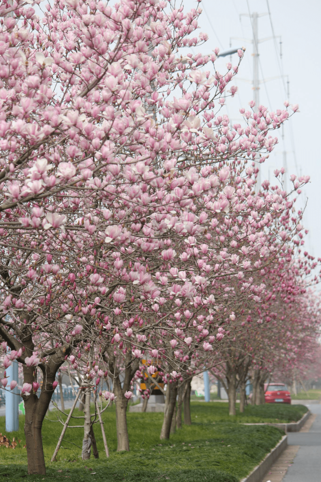 公路绿化花卉品种图片