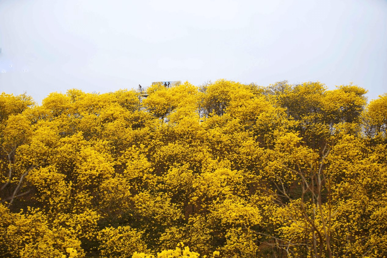 风铃|广西南宁：三月黄花风铃闹 春日樱花作意开