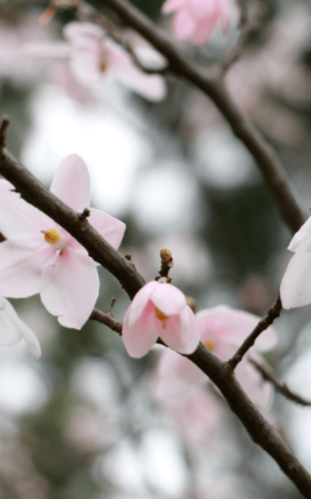 农院春日特辑早一步春芽不发晚一步错过谷花