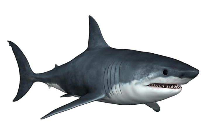 制作鲨鱼在橙子海洋里游泳的创意画面