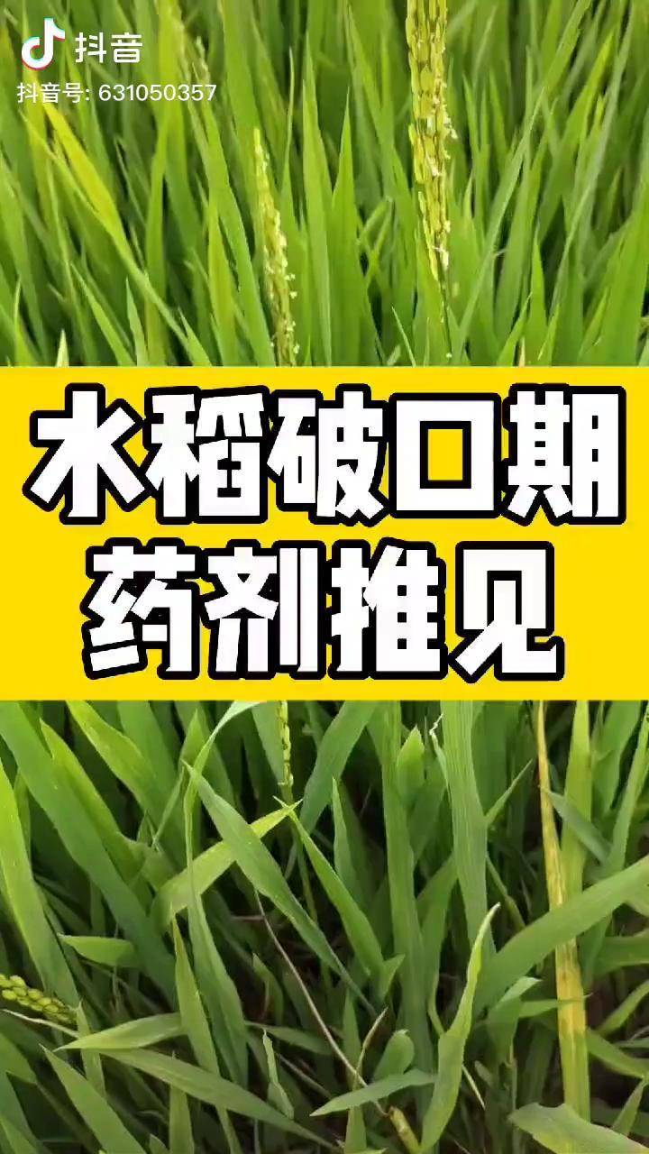 水稻破口期药剂推见,需要的,收藏拿走吧.水稻 破口_水稻_药剂