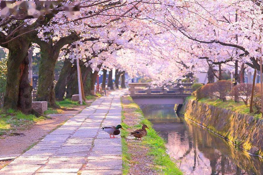 這些日本春日絕景,下一回真的不能錯過啦!_雲賞櫻_櫻花_地址