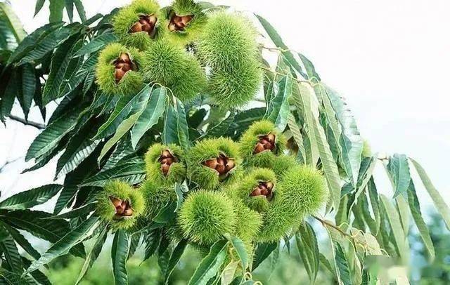 韩武荣/野山栗_老人_李大爷_女儿