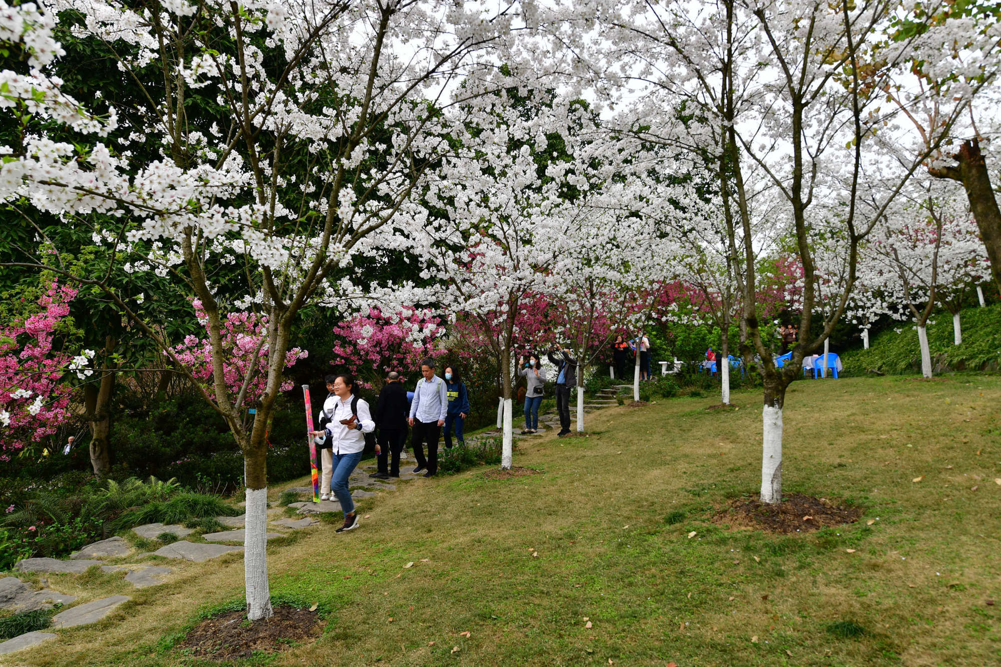 非法|樱花烂漫｜重庆南山植物园樱花绽放春意浓