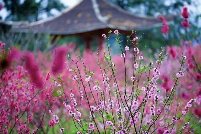 黃四孃家花滿蹊, 千朵萬朵壓枝低.